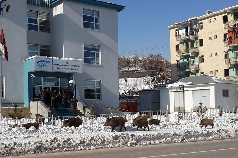 Tunceli'de aç kalan domuzlar şehre indi - Resim: 4