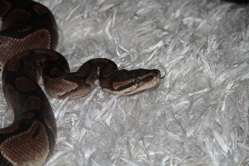 Yılandan korkuyor ama bakın ne yapıyor garip olay - Resim: 3