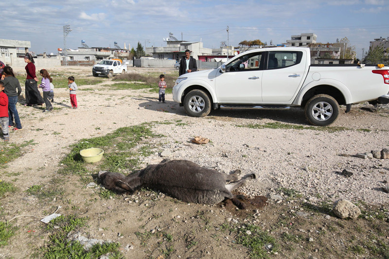 Şok görüntü! Biri kurtarıldı ama diğer at ve eşekler... - Resim: 4