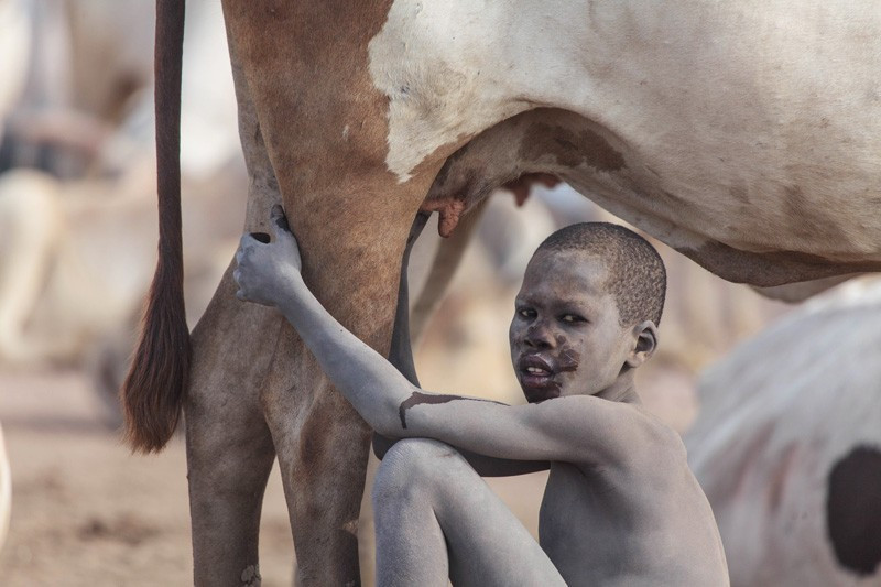 Her sabah inek idrarıyla banyo yapıyorlar! Sebebi ise... - Resim: 1