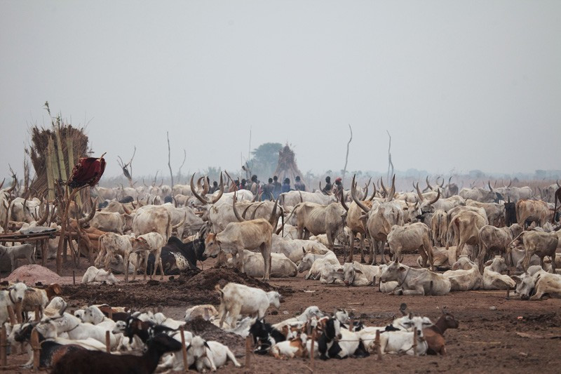 Her sabah inek idrarıyla banyo yapıyorlar! Sebebi ise... - Resim: 3