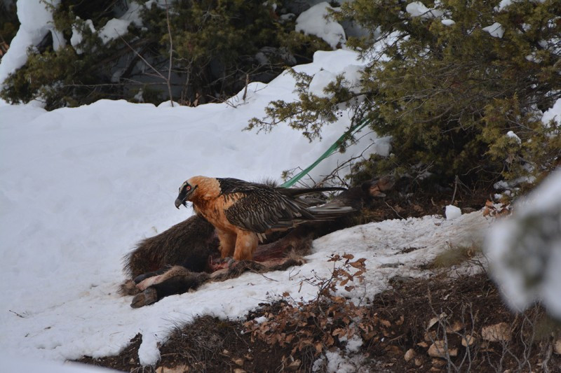 Artvin'de sakallı akbaba görüntülendi - Resim: 1