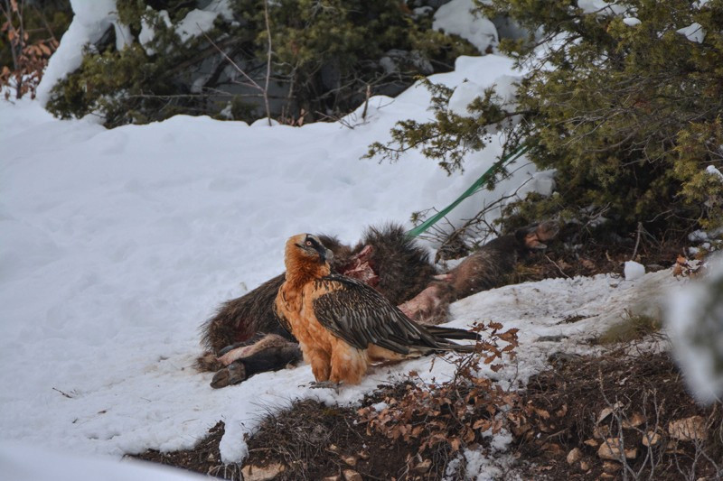 Artvin'de sakallı akbaba görüntülendi - Resim: 3
