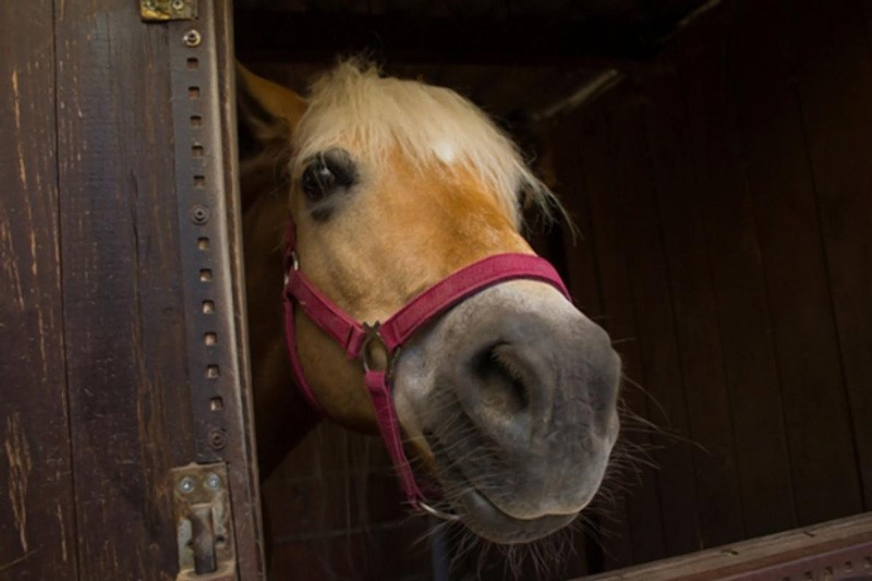 Karısı atı öptüğü için boşanan koca! Böylesi görülmedi - Resim: 3