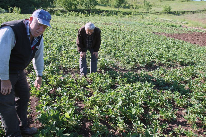 Böyle çilek görülmedi tadı ve aroması çok başka! - Resim: 2