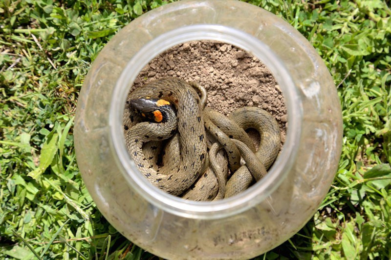 Bayburt'daki o yılanların ünü sınırları aştı! - Resim: 2