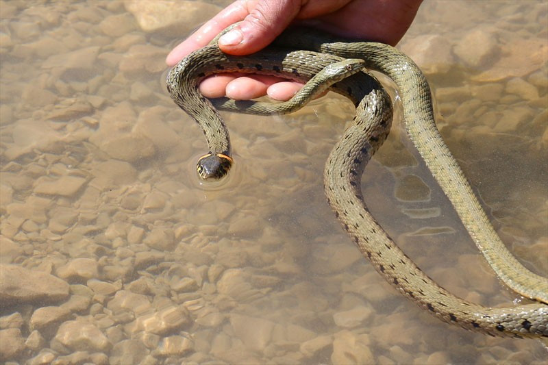 Bayburt'daki o yılanların ünü sınırları aştı! - Resim: 3