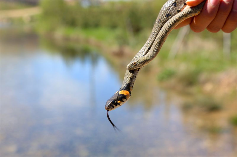 Bayburt'daki o yılanların ünü sınırları aştı! - Resim: 4