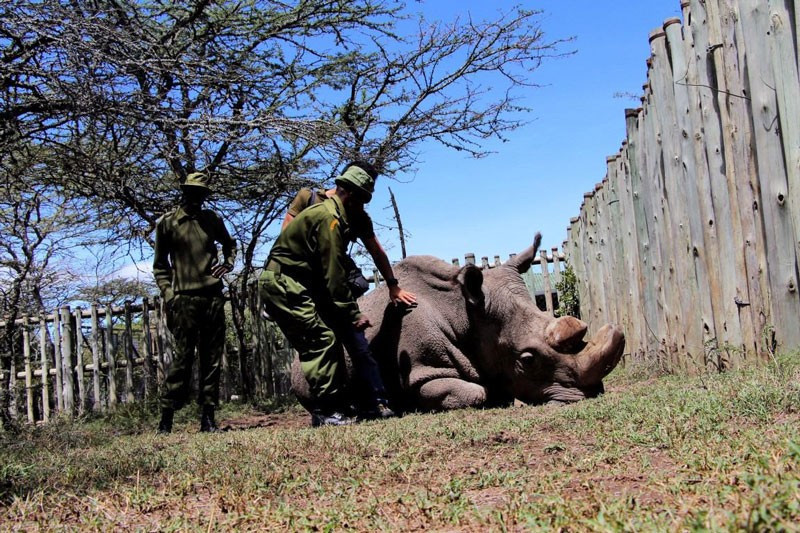 Onlardan dünyada sadece 3 tane var! - Resim: 3
