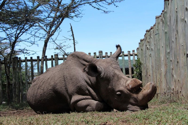 Onlardan dünyada sadece 3 tane var! - Resim: 4