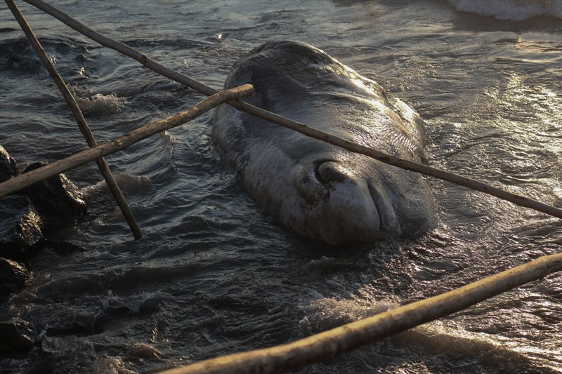 Hatay'da kıyıya vuran balina hakkında gerçekler ortaya çıkıyor - Resim: 1