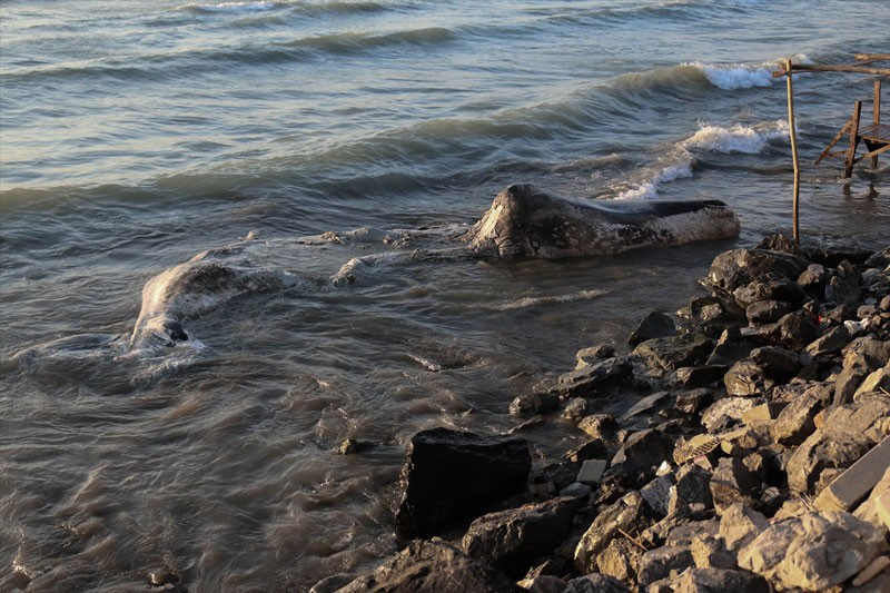 Hatay'da kıyıya vuran balina hakkında gerçekler ortaya çıkıyor - Resim: 2