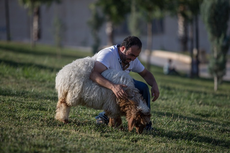 En yakın arkadaşı kuzu beraber kahvehaneye bile gidiyorlar - Resim: 4
