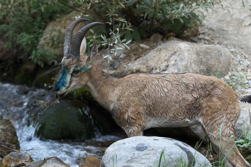 Hakkari'de tedavi edilen yaban keçisi doğaya bırakıldı - Resim: 4