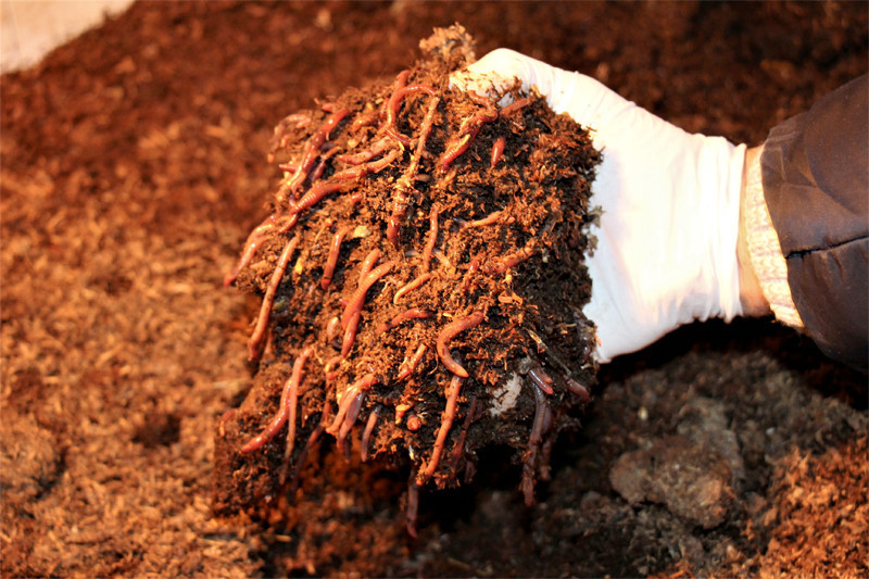 3 arkadaş internette görüp işe girdi şimdi ayda 15 bin lira kazanıyorlar - Resim: 4