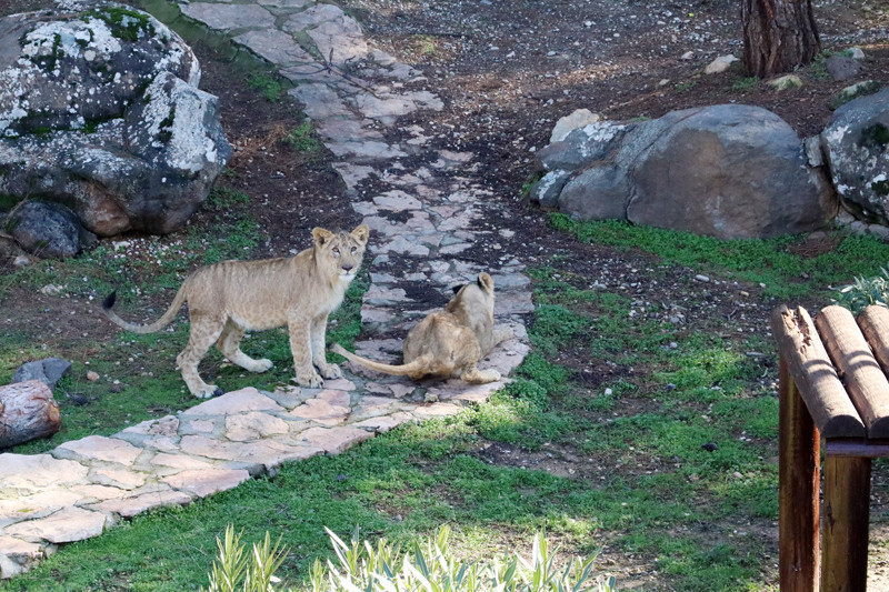 Erdoğan'a hediye edilmişlerdi bakın şimdi ne haldeler - Resim: 1