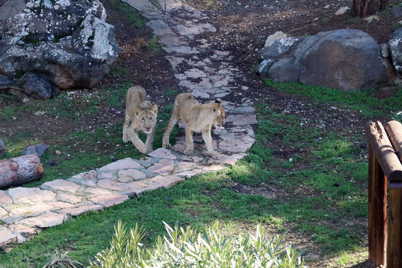 Erdoğan'a hediye edilmişlerdi bakın şimdi ne haldeler - Resim: 4