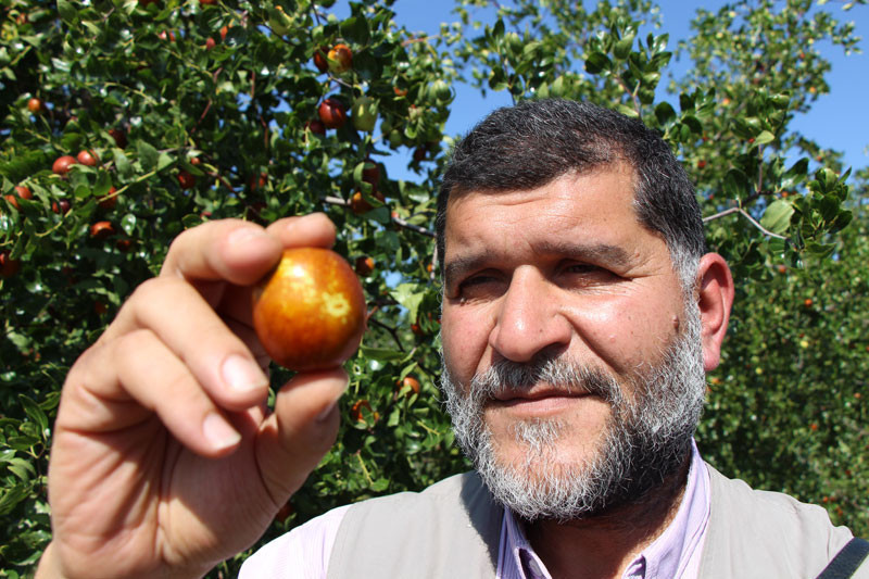 Rüyasındaki sese kulak verdi hayatı değişti Hünnap meyvesi nedir - Resim: 1