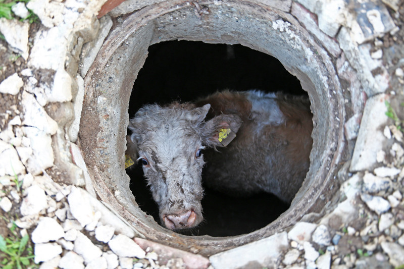 Adana'da akılalmaz olay! Köpek sürekli havlayınca ortaya çıktı! - Resim: 4