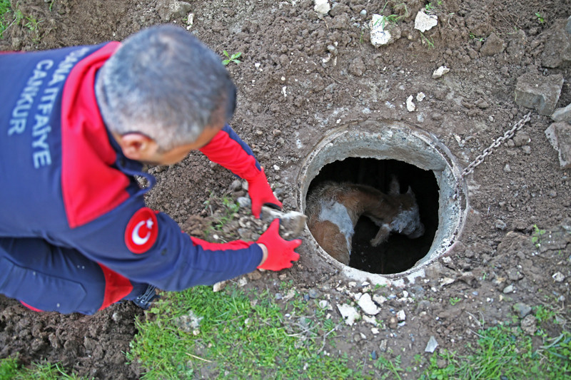 Adana'da akılalmaz olay! Köpek sürekli havlayınca ortaya çıktı! - Resim: 3