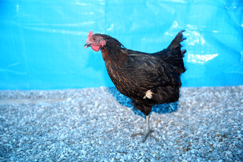 Yürüyemeyen tavuğuna ahşap protez yaptı - Resim: 2
