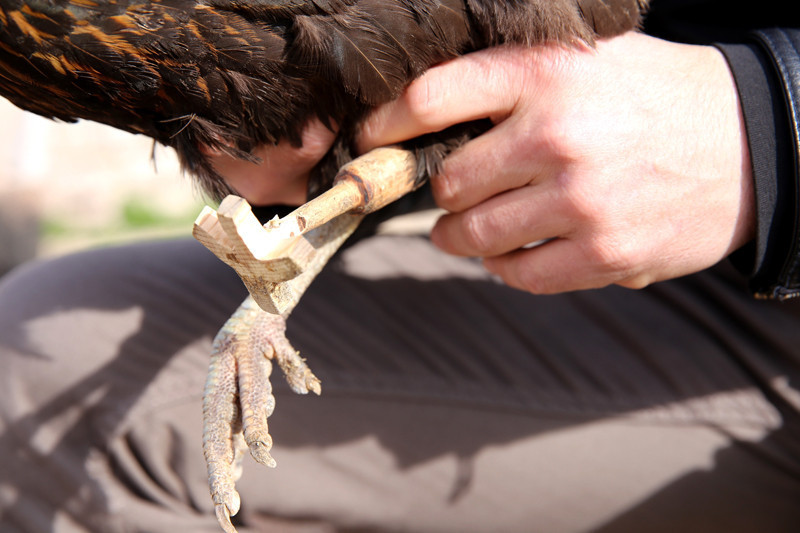 Yürüyemeyen tavuğuna ahşap protez yaptı - Resim: 4