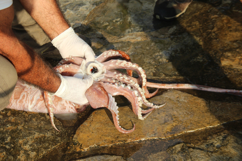 Kuşadası sahilinde dev kalamar yakalandı - Resim: 1