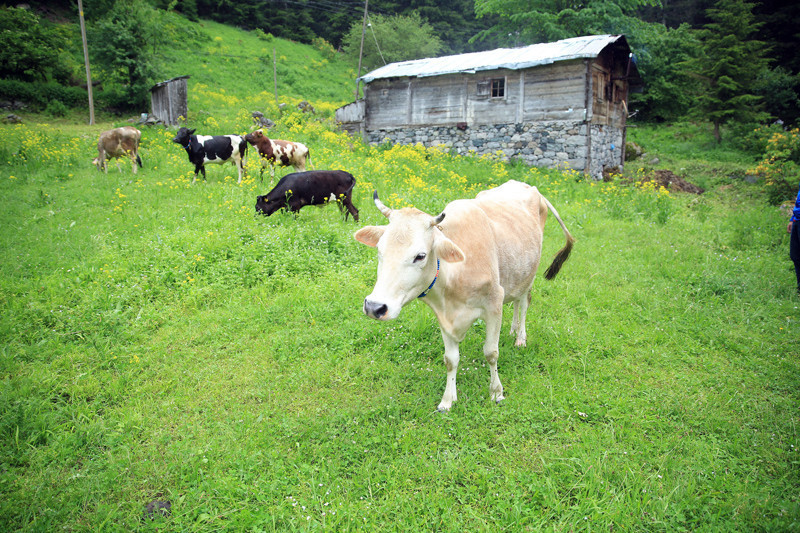 Rize'de 11 Ayder Yaylası daha bulundu - Resim: 4