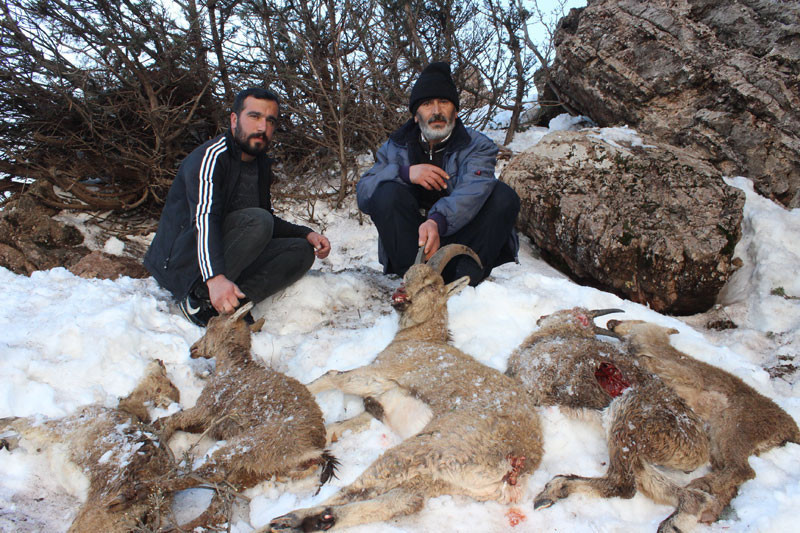 Adıyaman'da korkunç manzara! Açlık ve soğuktan öldüler - Resim: 1