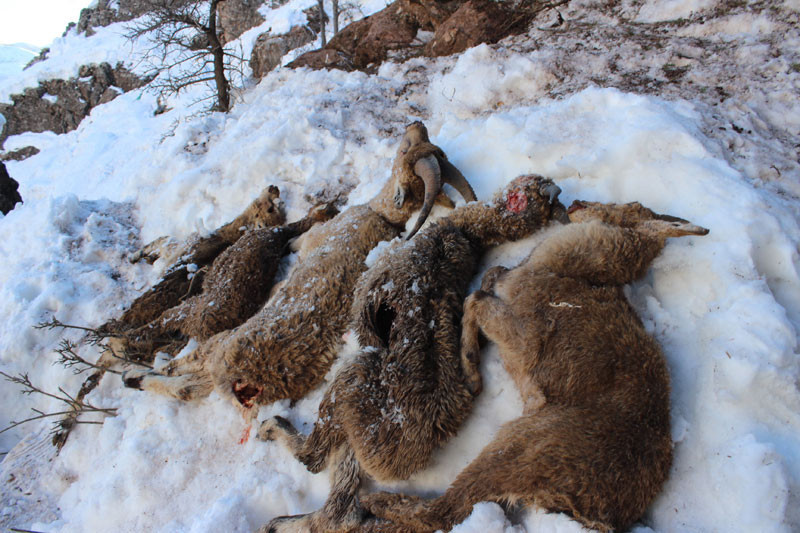 Adıyaman'da korkunç manzara! Açlık ve soğuktan öldüler - Resim: 3