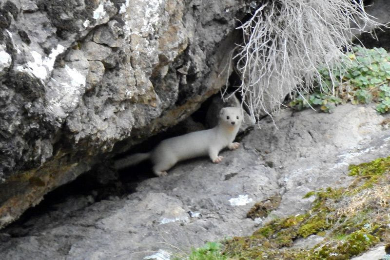 Beyaz Gelincik Tunceli, Gümüşhane, Hakkari'den sonra Bitlis'te de görüldü - Resim: 1