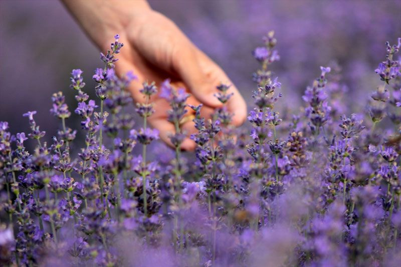 Lavanta yağı baş ağrısı uykusuzluk depresyon ve yaraya iyi geliyor - Resim: 2