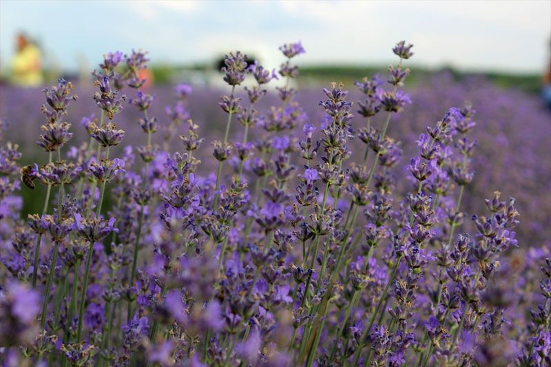 Lavanta yağı baş ağrısı uykusuzluk depresyon ve yaraya iyi geliyor - Resim: 4