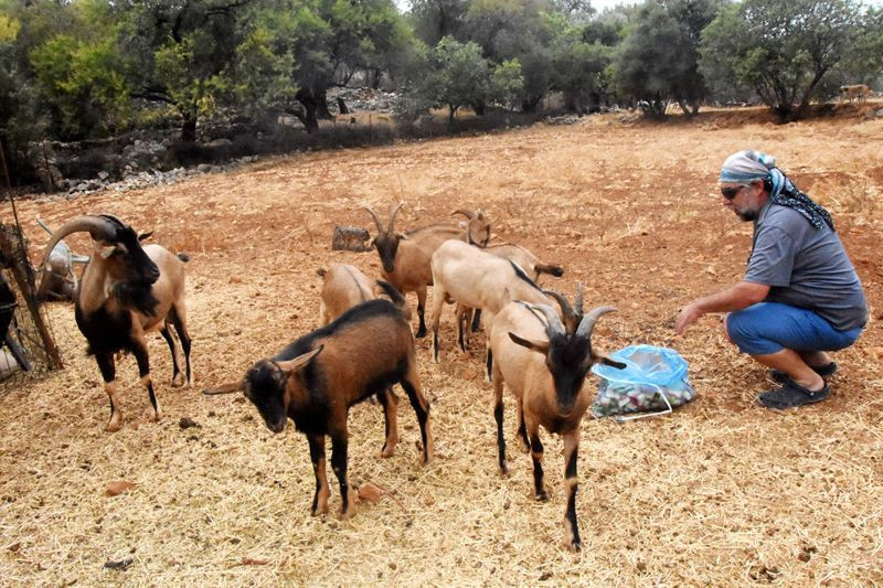 Çok hızlı büyüyor ve çok süt veriyor Antalya'da yeni keçi türü oluştu! - Resim: 1