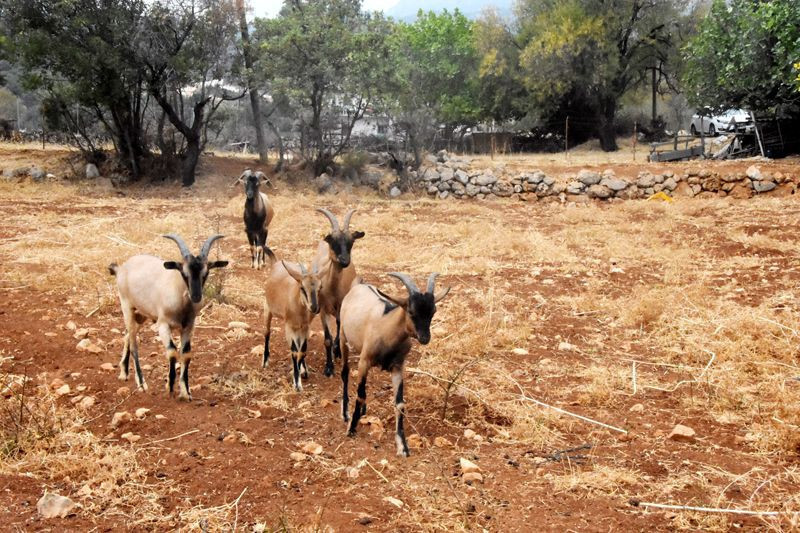 Çok hızlı büyüyor ve çok süt veriyor Antalya'da yeni keçi türü oluştu! - Resim: 4