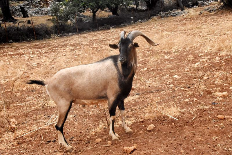Çok hızlı büyüyor ve çok süt veriyor Antalya'da yeni keçi türü oluştu! - Resim: 3