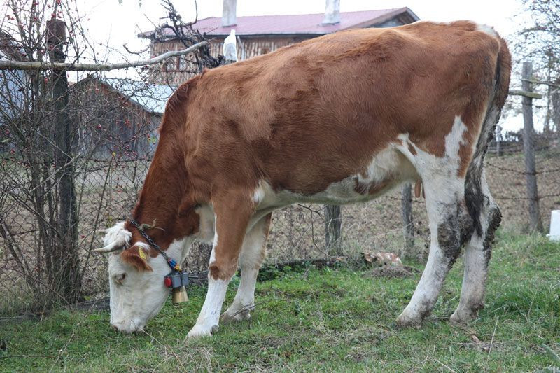 Bilgisayar mühendisi damat geliştirdi kayınpeder rahatladı - Resim: 3