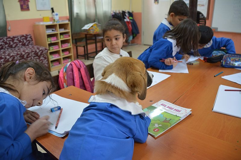 Fındık'tan güzel haberler var patileri ile hayata sımsıkı tutundu - Resim: 3