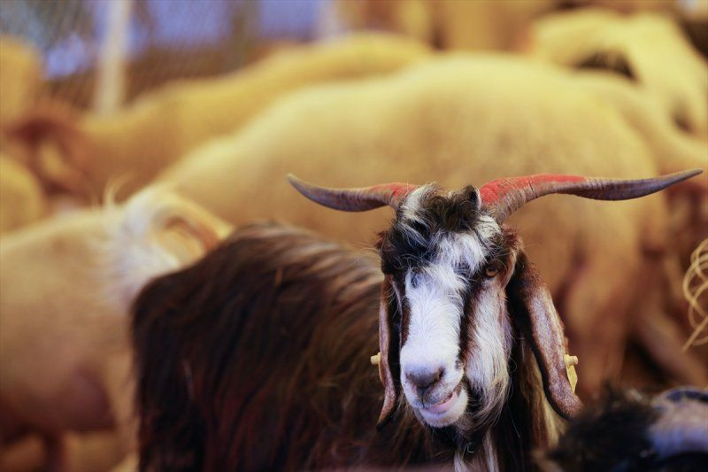 BİM kurbanlık fiyatları 2020 büyükbaş-küçükbaş hisse fiyatı ne kadar oldu? - Resim: 3