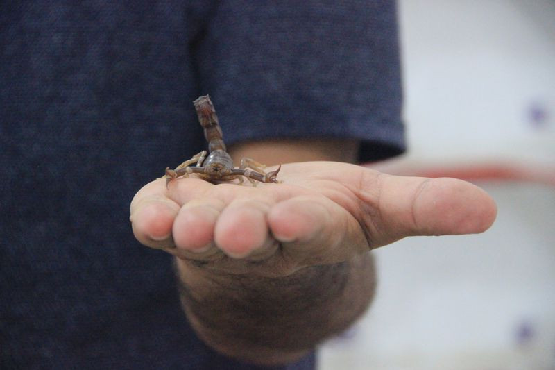 Şanlıurfa'da dünyanın en pahalı akrebini üretiyor! Fiyatı dudak uçuklattı - Resim: 1