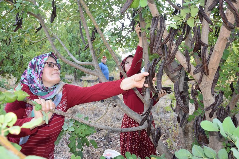 Antalya'da bir çiftçi hasat için 10 yıl bekledi kilosunu 60 TL'den satıyor - Resim: 1