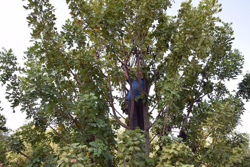 Antalya'da bir çiftçi hasat için 10 yıl bekledi kilosunu 60 TL'den satıyor - Resim: 2