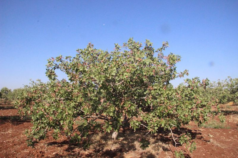 Bu fıstık sadece Kilis'te üretiliyor dünyada eşi benzeri yok - Resim: 4