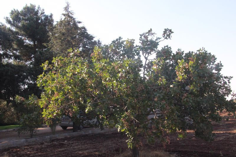 Bu fıstık sadece Kilis'te üretiliyor dünyada eşi benzeri yok - Resim: 3