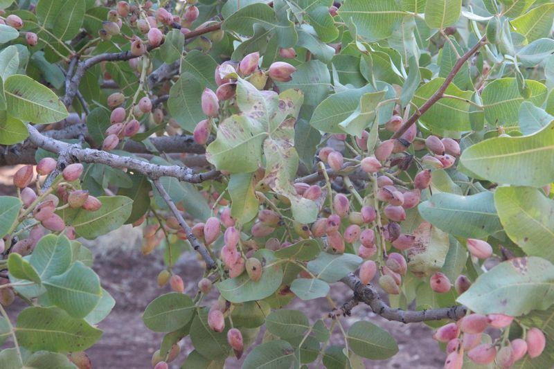 Bu fıstık sadece Kilis'te üretiliyor dünyada eşi benzeri yok - Resim: 2