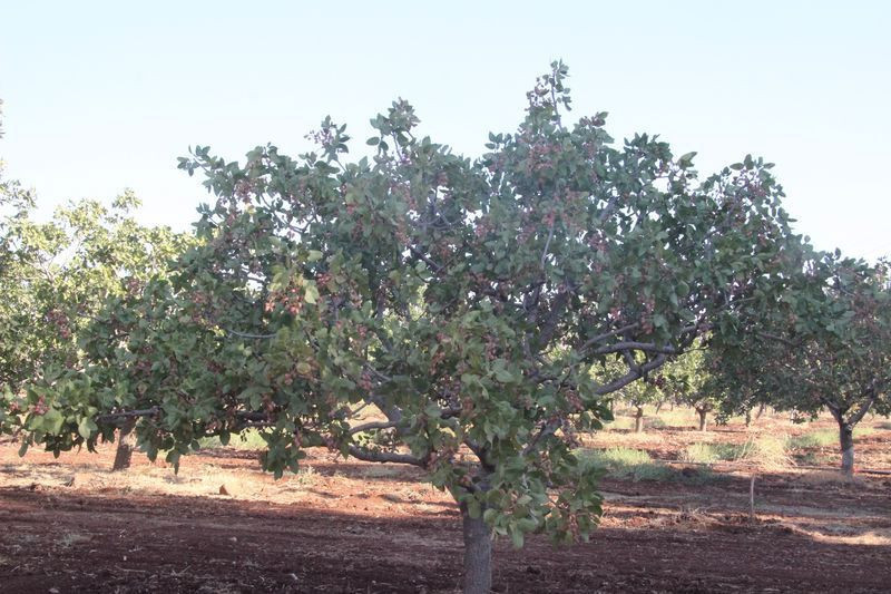 Bu fıstık sadece Kilis'te üretiliyor dünyada eşi benzeri yok - Resim: 1