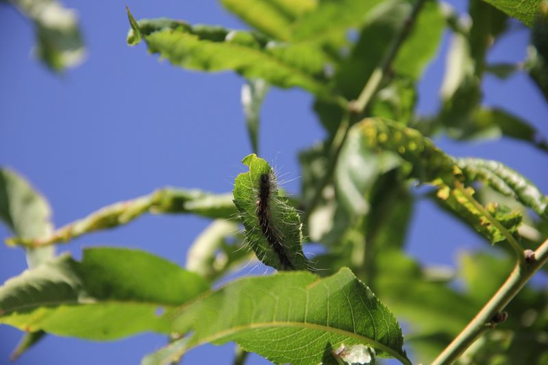 Rize'de köylülerin korkulu rüyası oldu! Evlere de dadandılar - Resim: 2