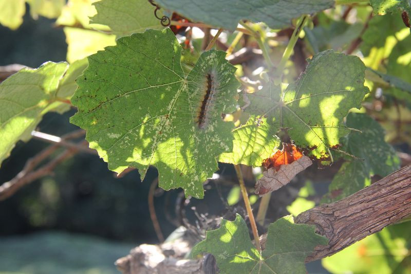 Rize'de köylülerin korkulu rüyası oldu! Evlere de dadandılar - Resim: 1