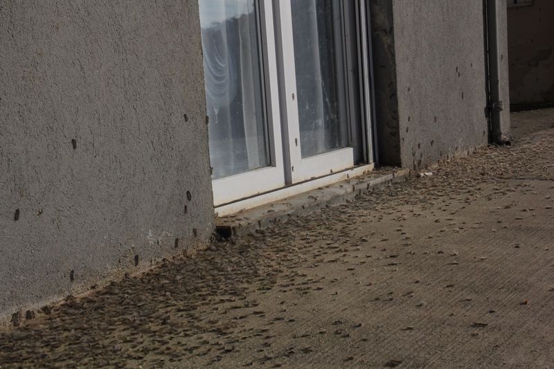 Rize'de köylülerin korkulu rüyası oldu! Evlere de dadandılar - Resim: 4