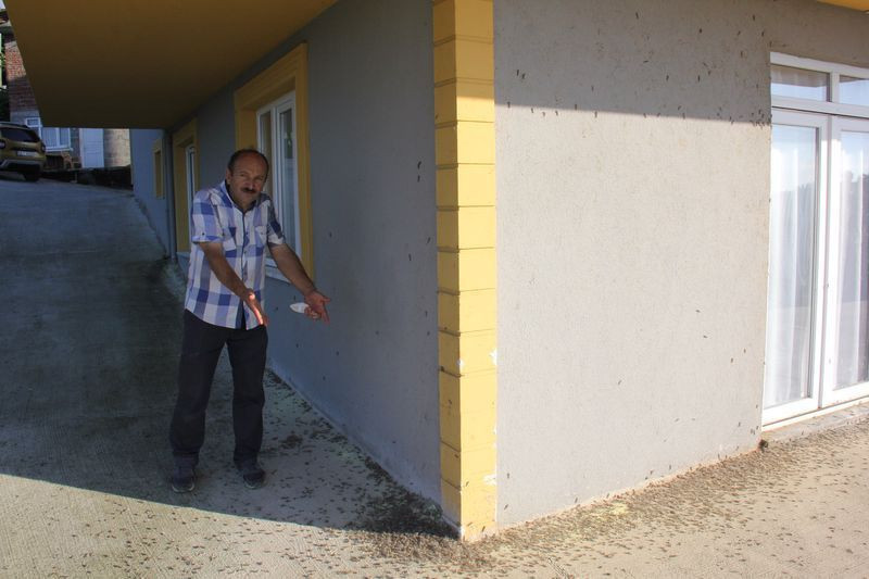 Rize'de köylülerin korkulu rüyası oldu! Evlere de dadandılar - Resim: 3